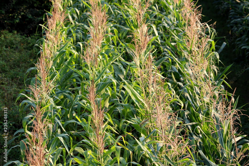 Straight lines of fresh green corn in local cornfield on warm sunny summer day Straight lines of fresh green corn in local cornfield on warm sunny summer day