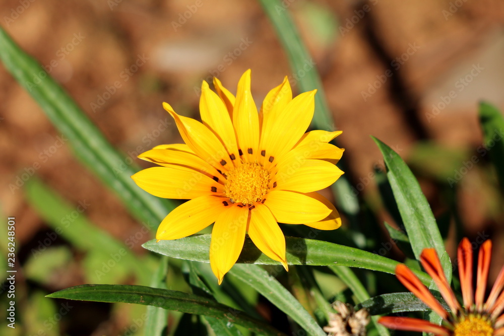 Treasure flower or Gazania rigens half-hardy perennial plant with daisy-like composite flower head consisting of bright yellow petals with black spots at the base of the ligules Treasure flower or Gazania rigens half-hardy perennial plant with daisy-like composite flower head consisting of bright yellow petals with black spots at the base of the ligules
