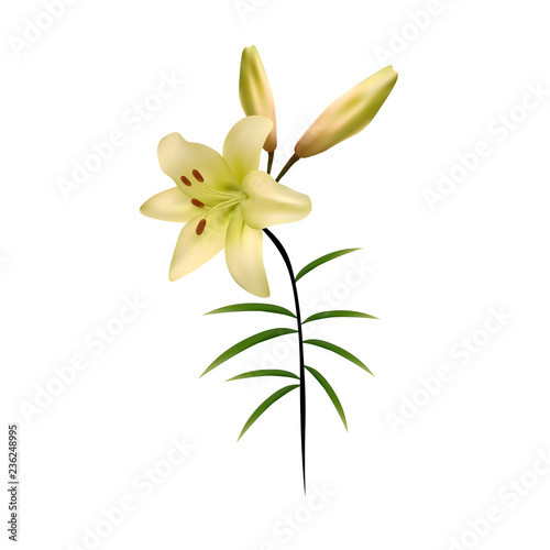 Lily. Flower. Isolated. Vector.