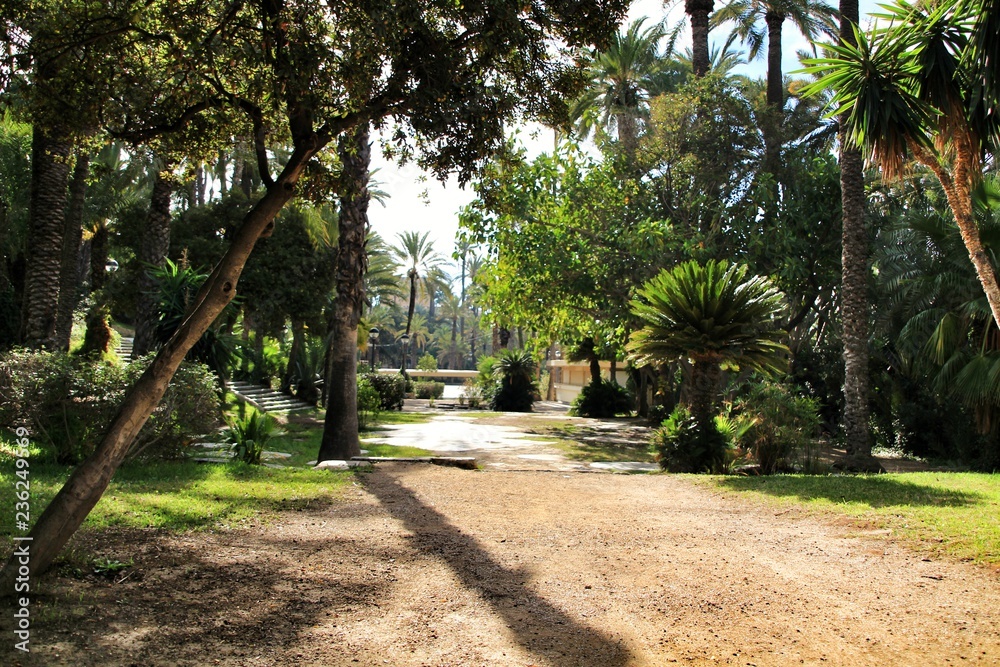 Landscape of palm grove and the hillside of the Vinalopo River in Elche