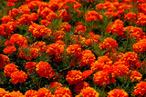 Meadow of marigold flowers. City flowerbed of orange colorful flowers. Marigolds form a bright floral background. Flowers in the summer.
