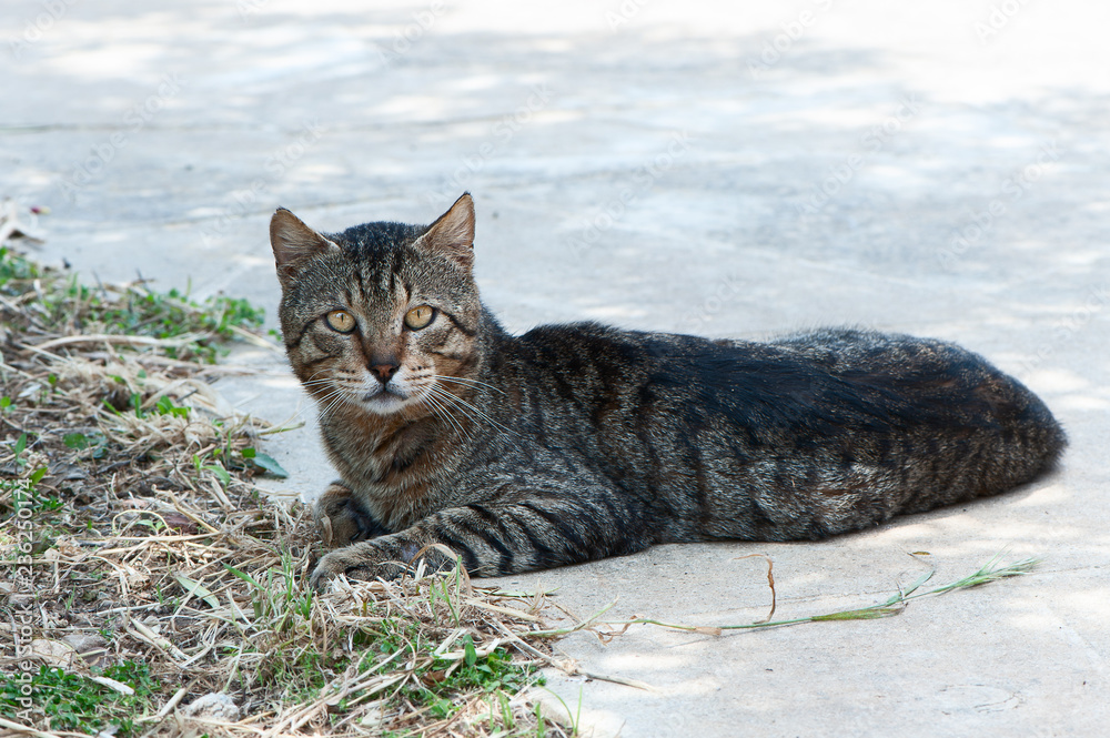 homeless, gray cat is lying on the ground, looking at the camera homeless, gray cat is lying on the ground, looking at the camera