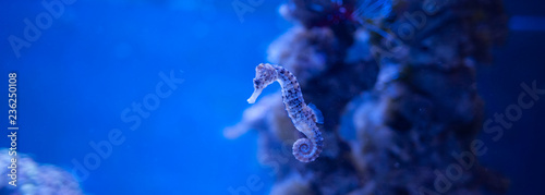 Seahorse, Hippocampus swimming in the ocean, against a background of corals