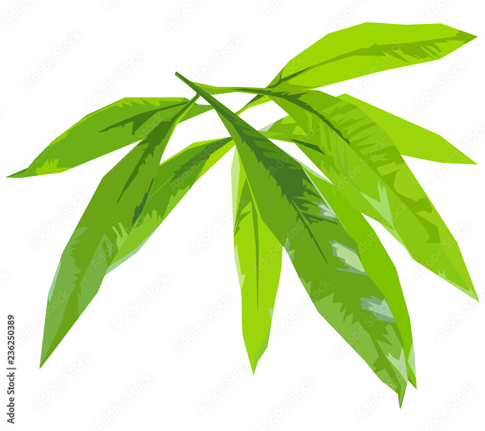green leaves of mango isolate,vector