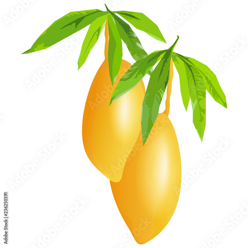 yellow mango with green leaves ,vector photo