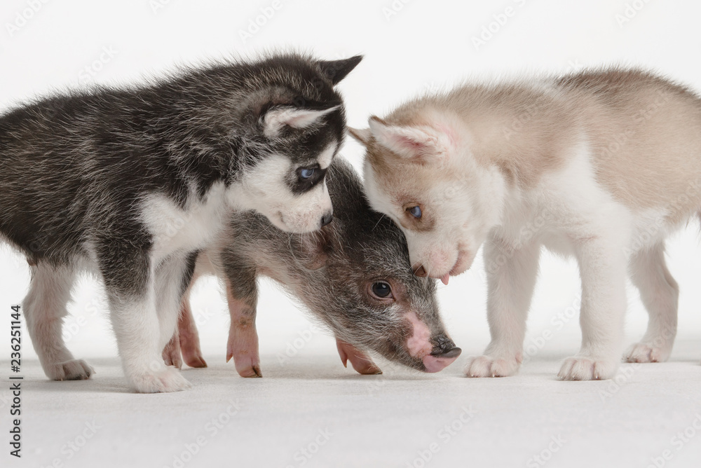 Little pink piggy with gray spots and two young husky puppies on white background in Studio Little pink piggy with gray spots and two young husky puppies on white background in Studio