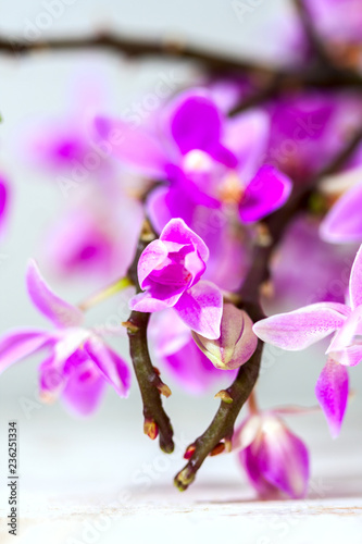 beautiful purple orchid on white background.