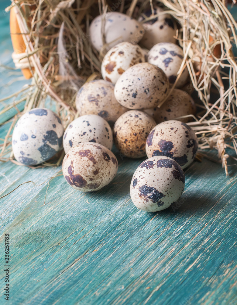 Obraz premium quail eggs in nests