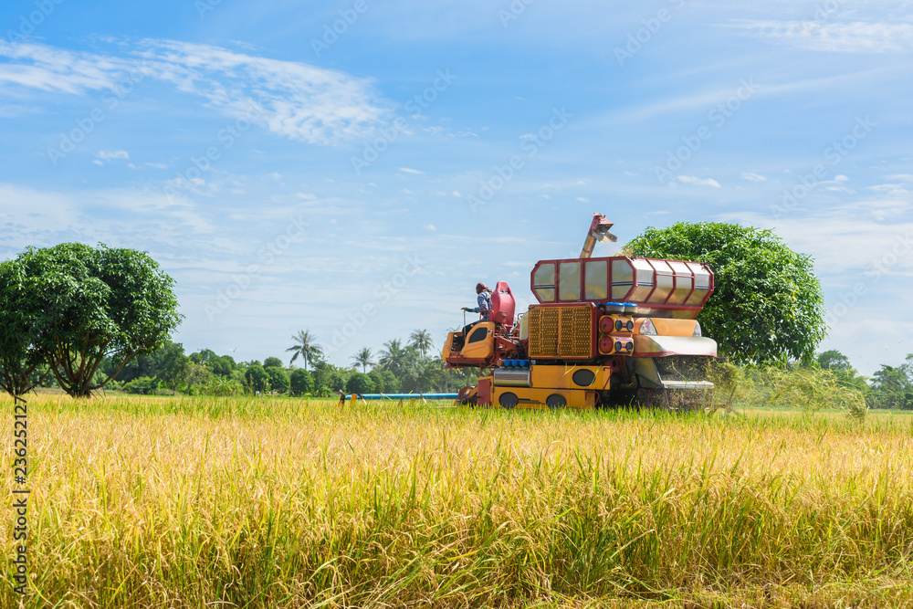 Combine harvester in action on rice field. Harvesting is the process of gathering a ripe crop Combine harvester in action on rice field. Harvesting is the process of gathering a ripe crop