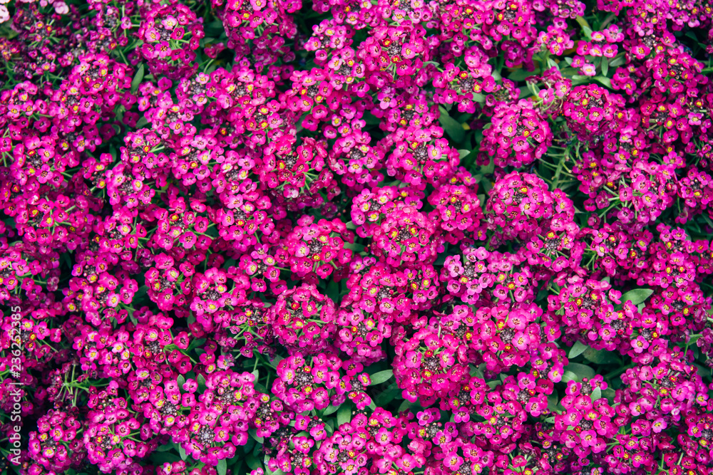 Beautiful Purple Catharanthus Roseus Fowers, Texture and Background Beautiful Purple Catharanthus Roseus Fowers, Texture and Background