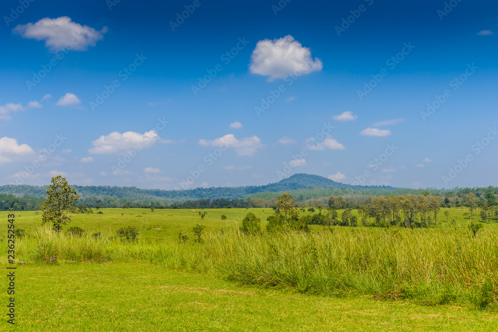 landscape of Savanna Forest and mountain with a blue sky and white clouds in the spring afternoon landscape of Savanna Forest and mountain with a blue sky and white clouds in the spring afternoon