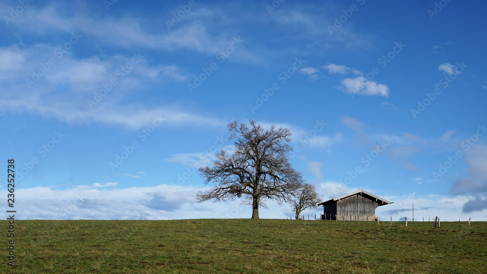 Barn and tree in a field    