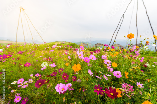 Cosmos flowers blooming in the garden