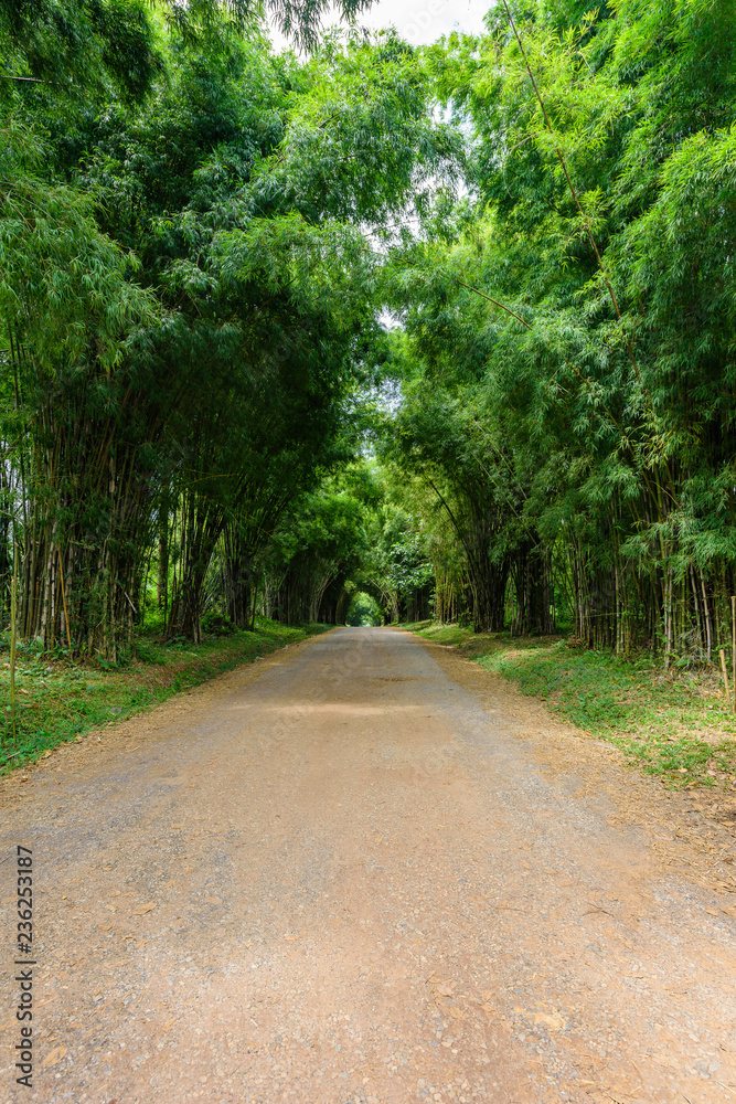 Fototapeta premium background of Bamboo tunnel
