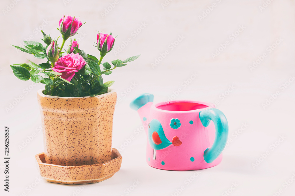 Roses in a pot on a white background.