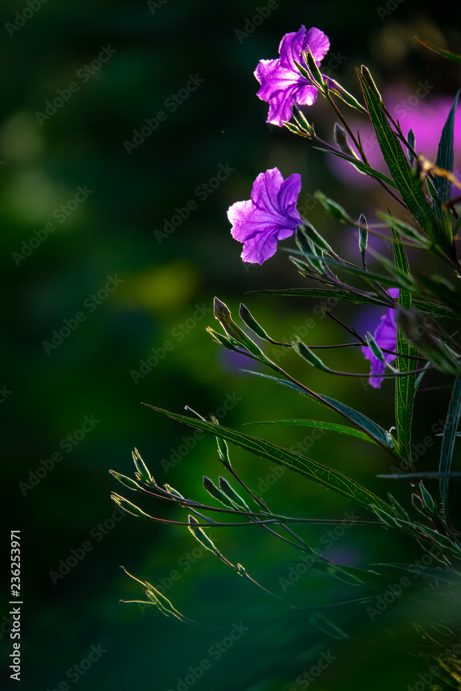 Obraz premium Purple flowers with morning light