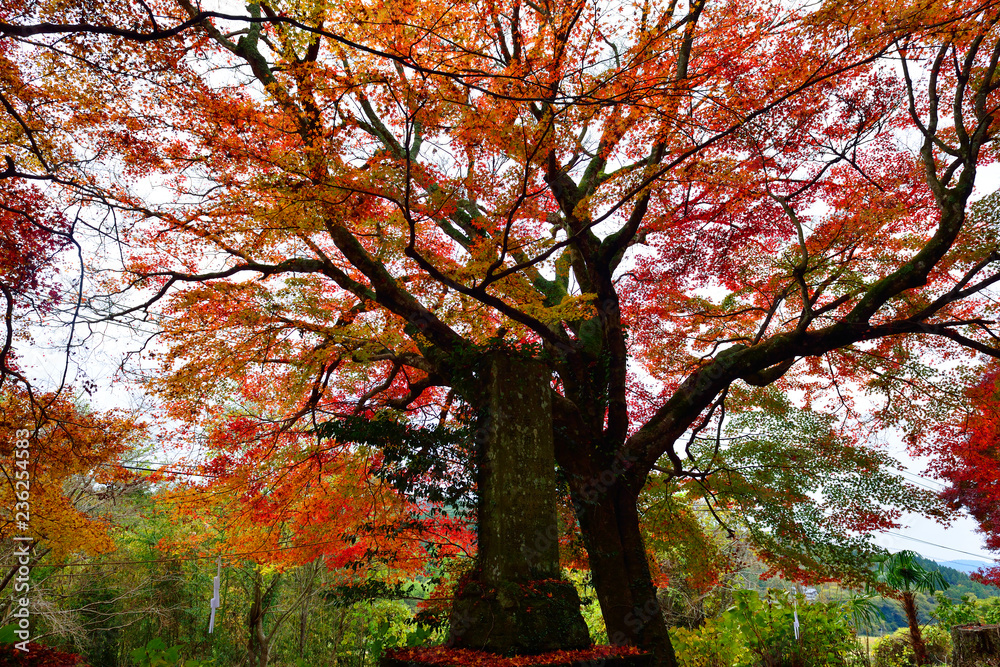 Fototapeta premium 比枝社の紅葉