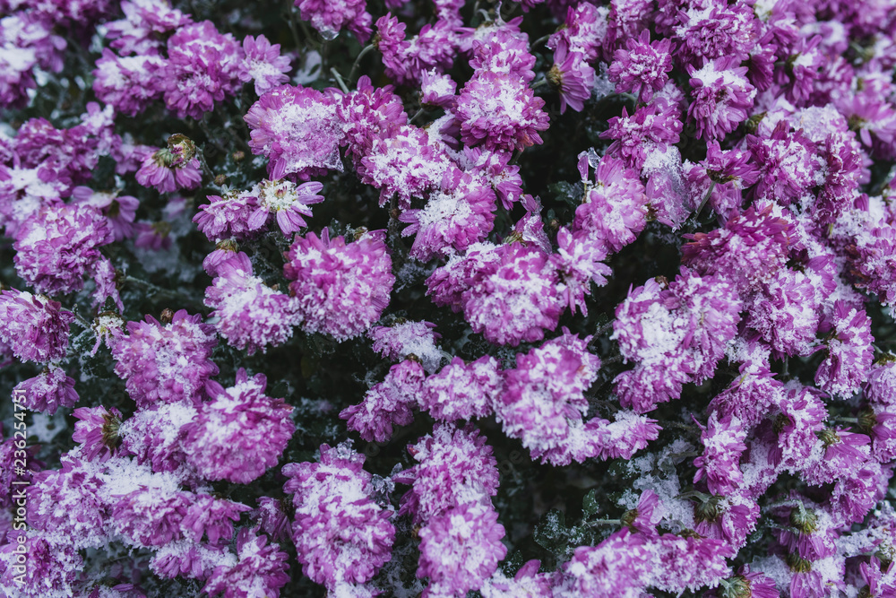 Purple flowers are covered in the morning with frost. Winter cold.