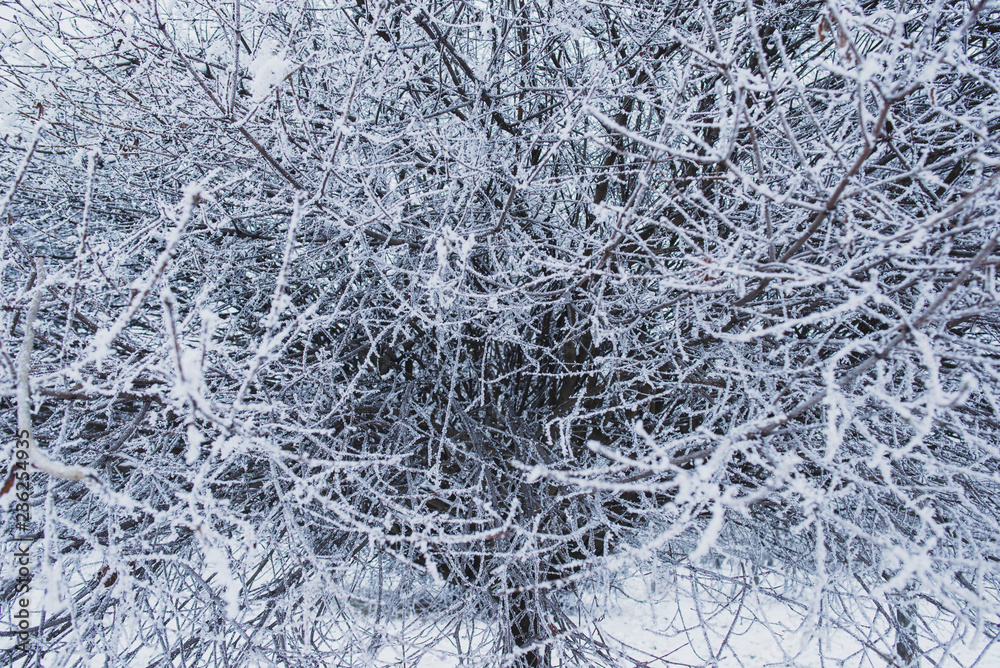 Bush in the park covered with snow and forst. Winter white beauty. Photo of nature. 