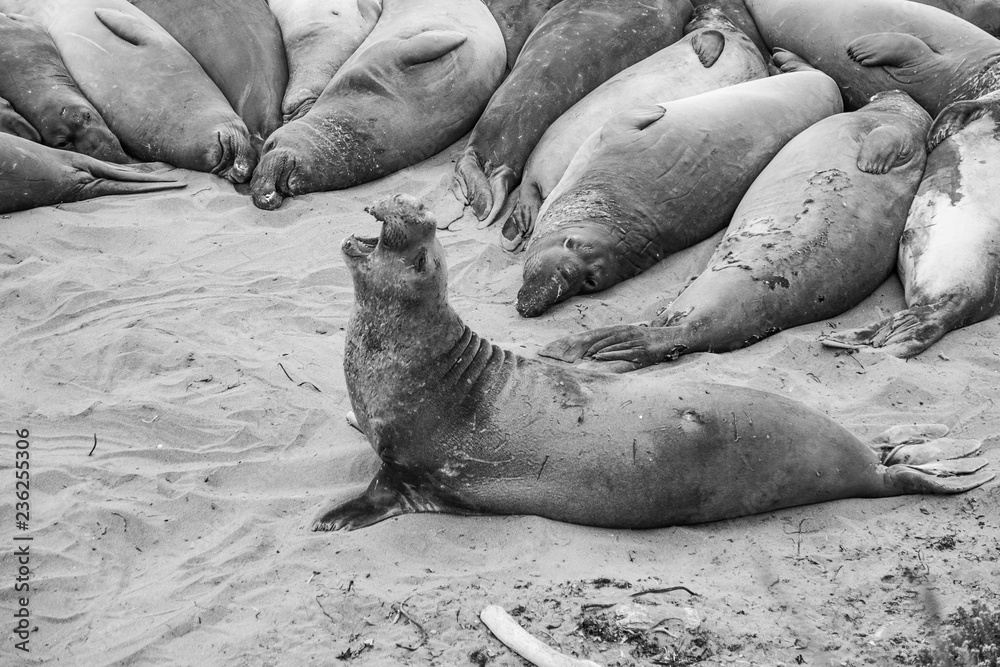 male elephant seals at a meeting place, beach of San Simeon male elephant seals at a meeting place, beach of San Simeon