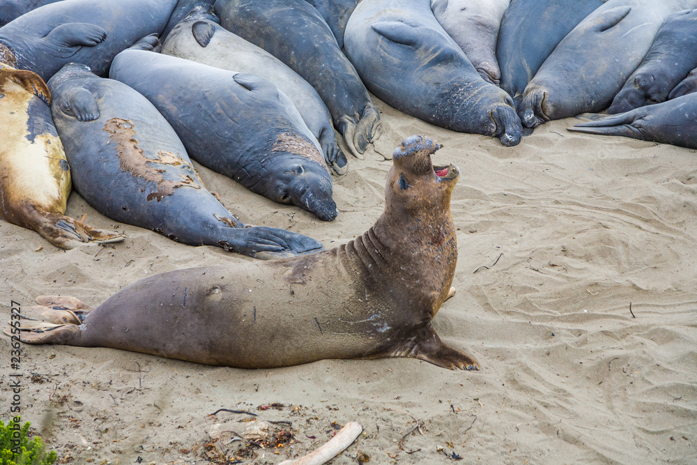 Fototapeta premium male elephant seals at a meeting place, beach of San Simeon