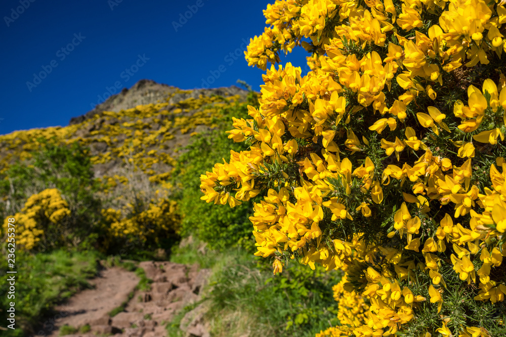 Yellow flowers in mountains, Scotland