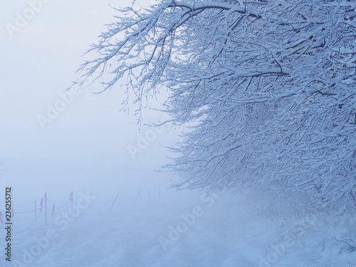 Piękny zimowy krajobraz, biały, mglisty i mroźny.