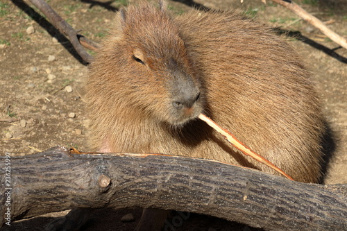 カピバラ　木の皮を剥ぐ