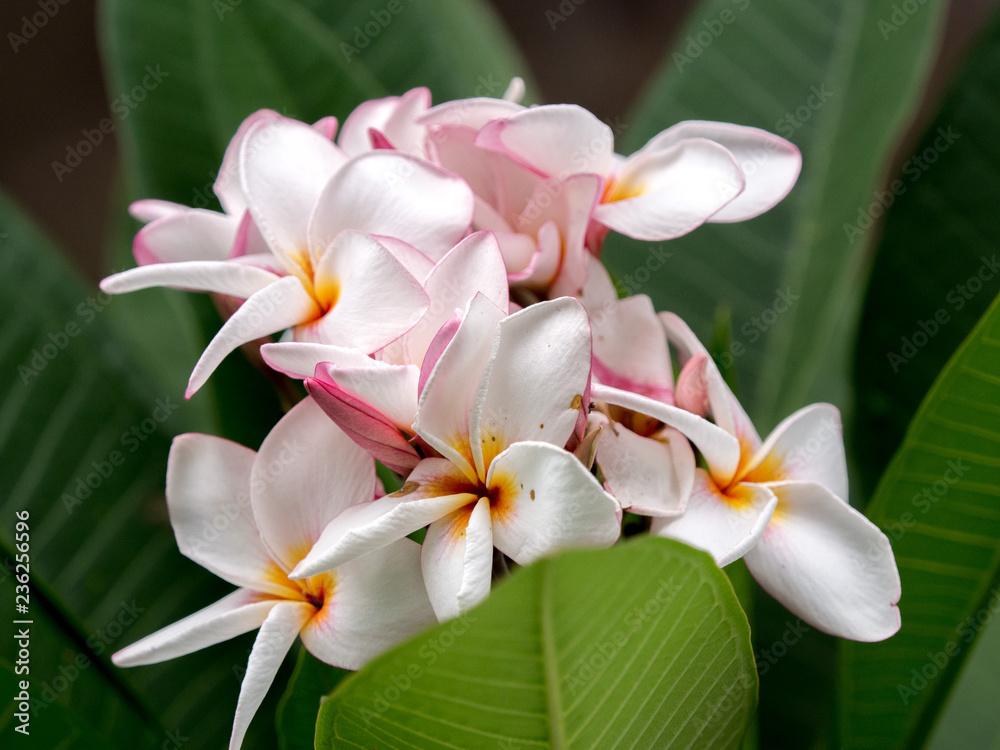Fototapeta premium Close up White Plumeria flowers (frangipani tropical flowers) for background