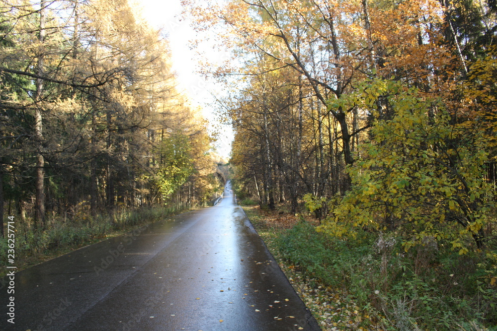 Fototapeta premium road in autumn