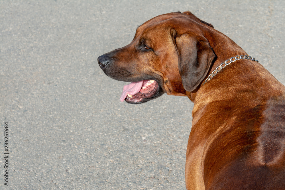 RHODESIAN RIDGEBACK looks attentively into the distance with his mouth open.