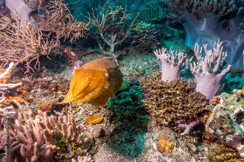 Cuttlefish underwater off the coast of Bali Indonesia photo