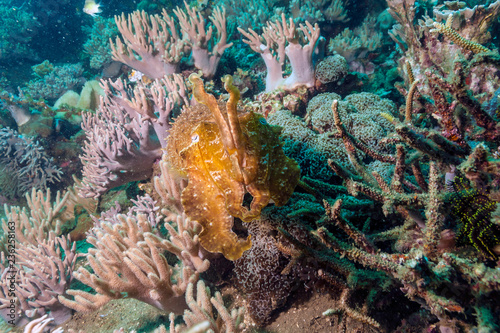 Cuttlefish underwater off the coast of Bali Indonesia photo