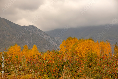 Garden with various trees in colorful autumn foliage against the backdrop of mountains and sky with rain clouds