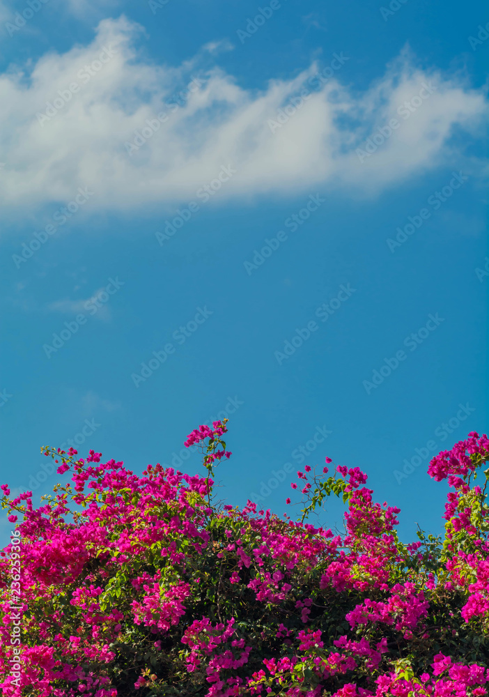 Pink Flower Bush In Santorini and white cloud in the sky. Beautiful Pink Flowers, Typical View In Crete, Greece. Bougainvillea the most beautiful flower of the Mediterranean. Pink Flower Bush In Santorini and white cloud in the sky. Beautiful Pink Flowers, Typical View In Crete, Greece. Bougainvillea the most beautiful flower of the Mediterranean.