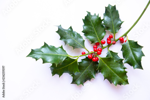 Single sprig of simple holly with bright Christmas red berries on white background photo