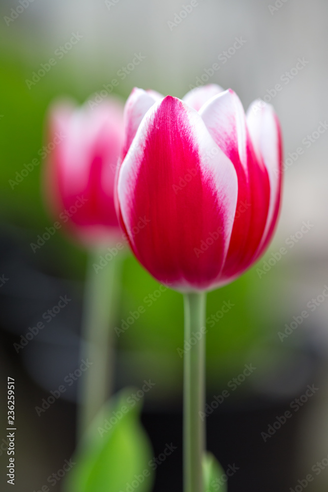 Fototapeta premium チューリップの花 春イメージ
