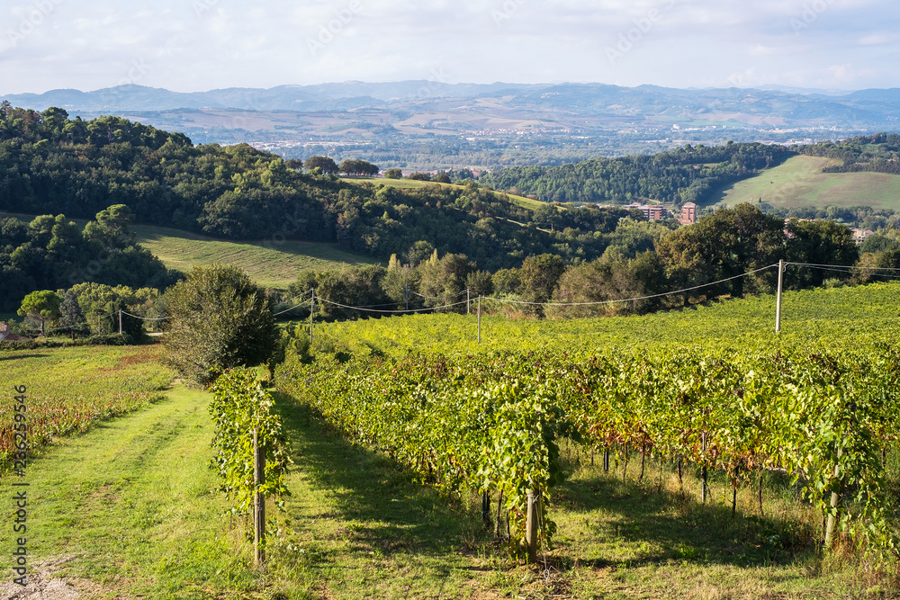 Grape plantation near the city of Pesaro, Italy