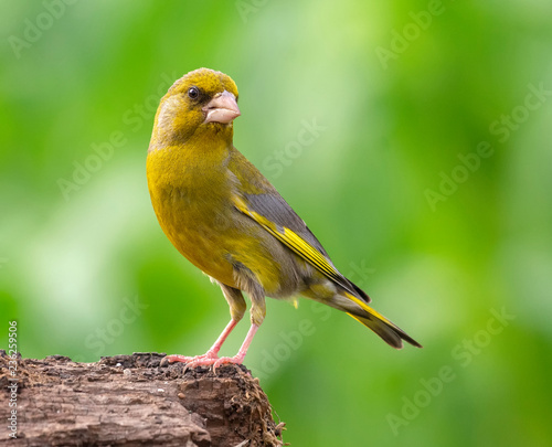 Greenfinch