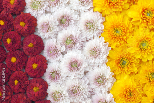 Fototapeta Naklejka Na Ścianę i Meble -  Beautiful dandelion background,  multi colored flowers are blooming.