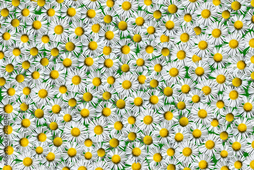 The texture of many small flowers. White chamomile on a green background.