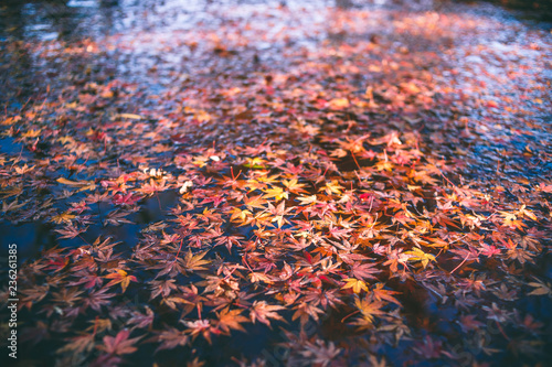 水と紅葉