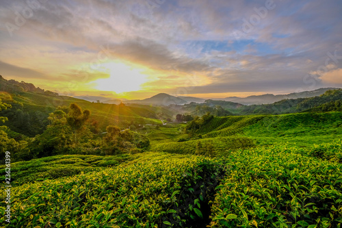 Tableau sur toile Sunrise in the tea-fields