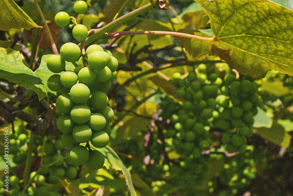 Green grapes grow on a tree. Leaves of grapes in the sun. Green grapes grow on a tree. Leaves of grapes in the sun.