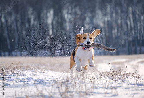 portrait of a Beagle dog on a walk on a Sunny winter day