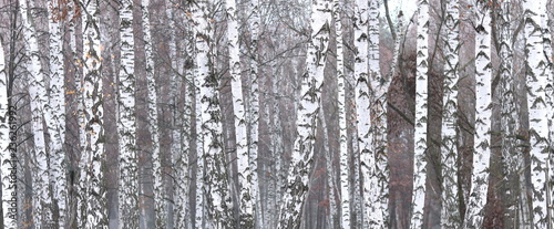 beautiful scene with birches in autumn birch forest in november among other birches in birch grove