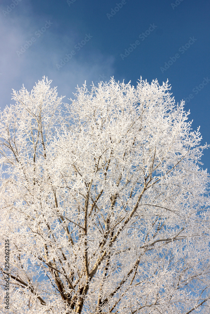 snow-covered tree against a clear blue sky