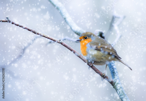 Perched little robin bird on a tree branch during Winter snow fall © Gabriel Cassan