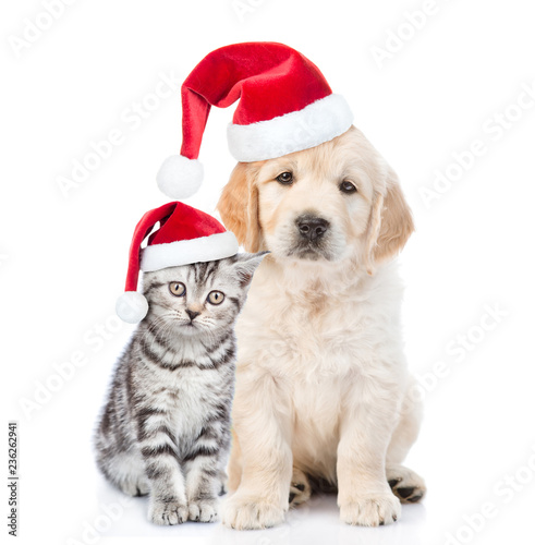 Tabby kitten and golden retriever puppy in red christmas hats together. isolated on white background © Ermolaev Alexandr