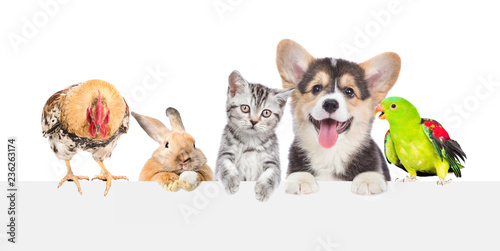 Group of pets together over...